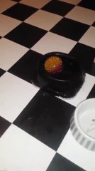 Ball stuck in water bowl throws puppy into confusion