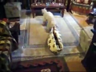 Cat And Dog Fight For A Bed - Funny Videos at Videobash