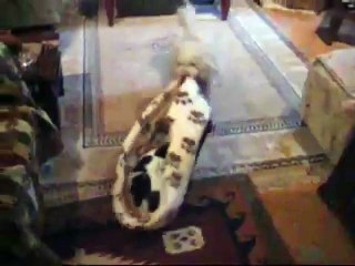 Cat And Dog Fight For A Bed - Funny Videos at Videobash