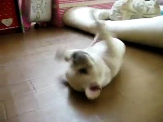 Funny French Bulldog Puppy Can't Get Up - Funny Videos at Videobash