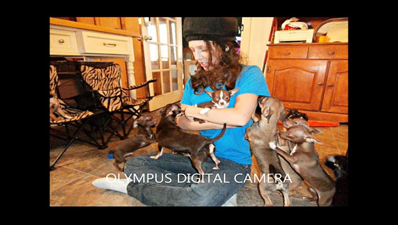Les amis chihuahua de mimi_mpeg2video_001