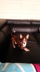Chihuahua mini Ti-Coco printemps 2015 2 lbs