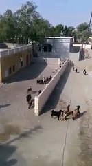 Ye Haal Hai Humari Pakistan Ki Qoum Ka