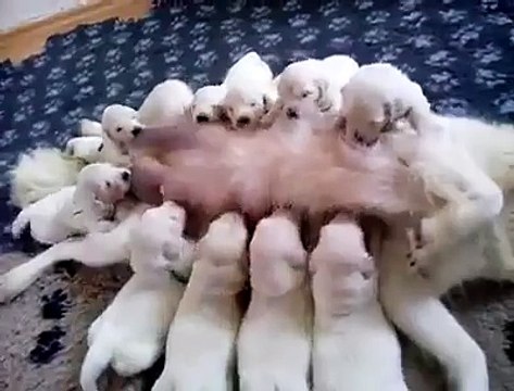 Une chienne maman nourrit ses bébés