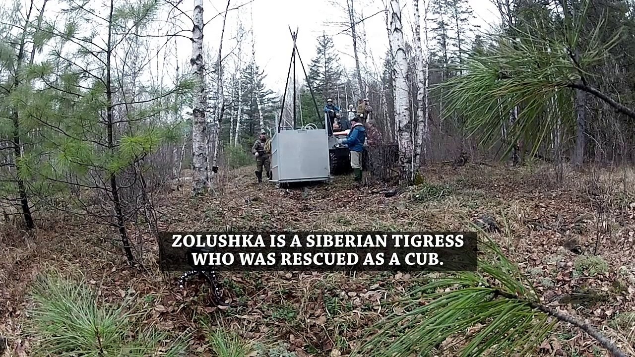 GoPro  Siberian Tiger Release