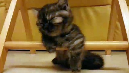 Un Bébé chat se bat pour ne pas s'endormir