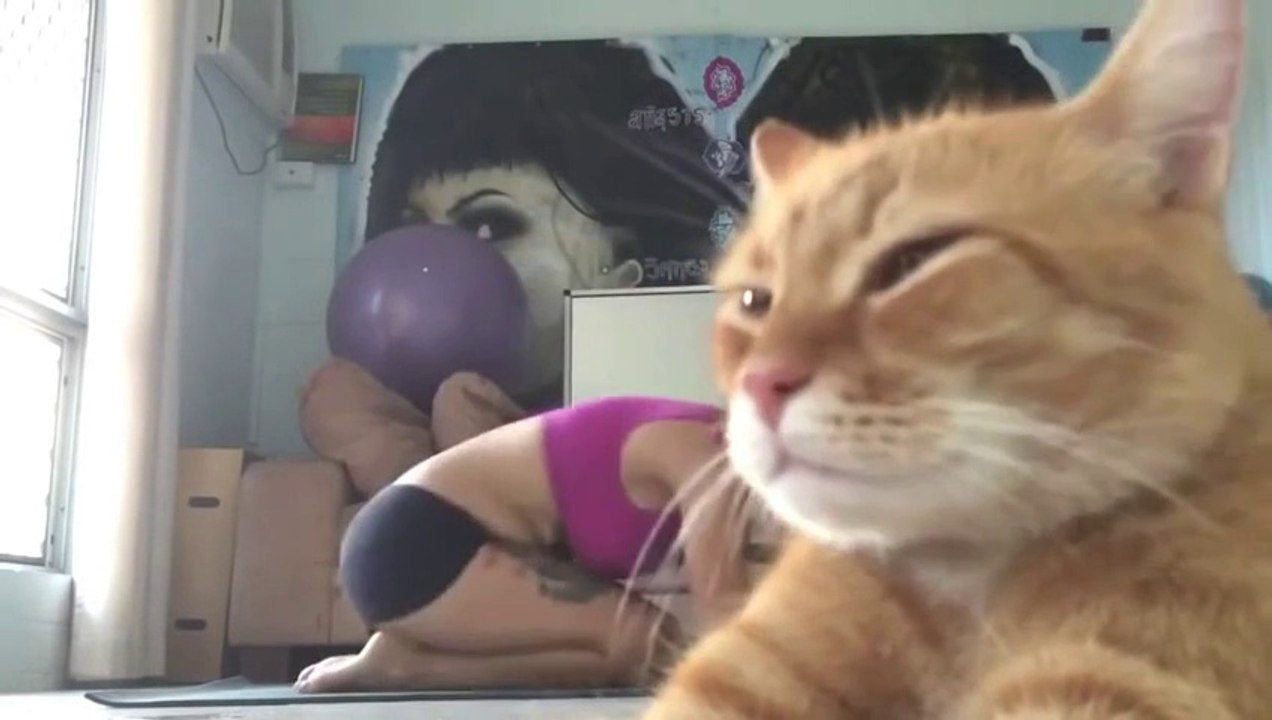 Ce chat prend la pose devant l'objectif !