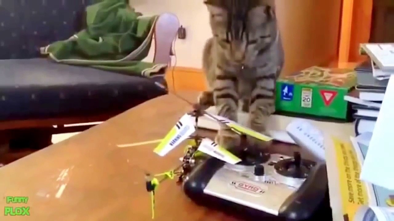 Lucu Kucing Video Yang Akan Membuat Anda Tertawa Begitu Keras Kau Menangis 2015 [Full Episode]