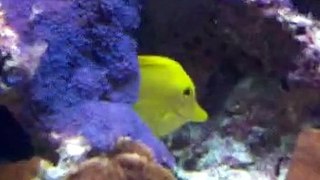Yellow fish and Nemo