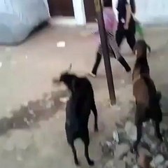 This Goat Doesn't Like Girl's Dress