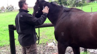 Ed Goodchild Intra-Muscular horse injection.MTS