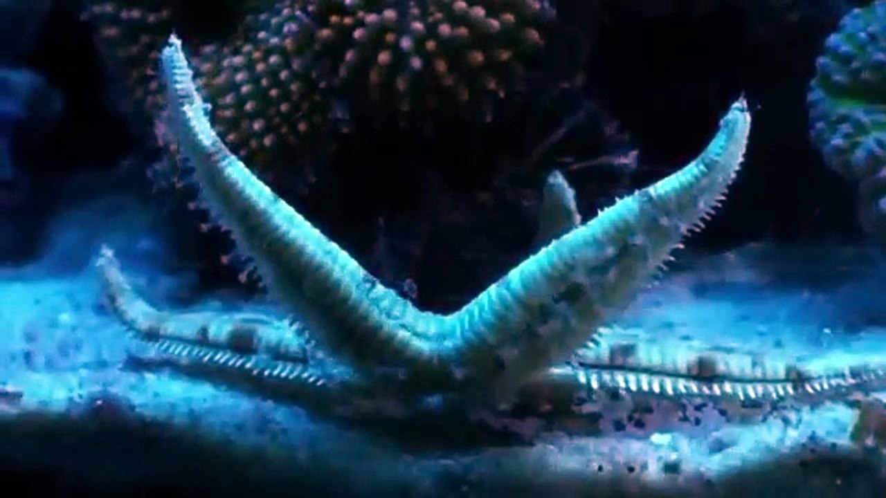 walking with a starfish in my reef tank