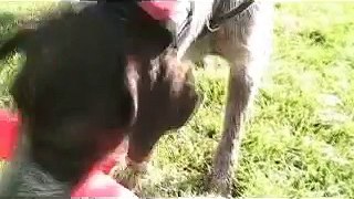 Force Fetch (conditioned retrieve) with a deutsch drahthaar
