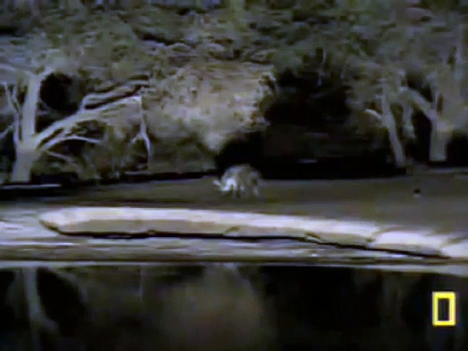 Brown hyena