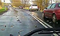 Hundreds of fish fall out of the sky