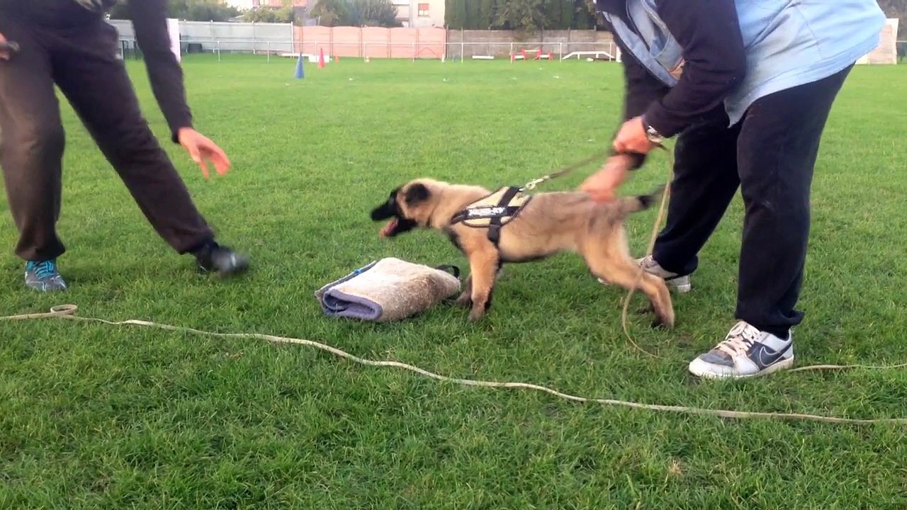 Leader de la cité des Foucault