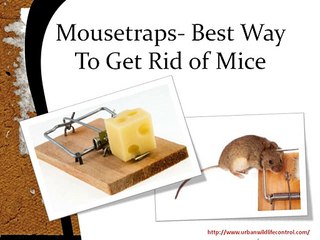 Mice Removal Service - Best To Exterminate Mouse in Atlanta