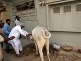 Hahahahaha Cow run away after kicking - Bakra Eid 2015