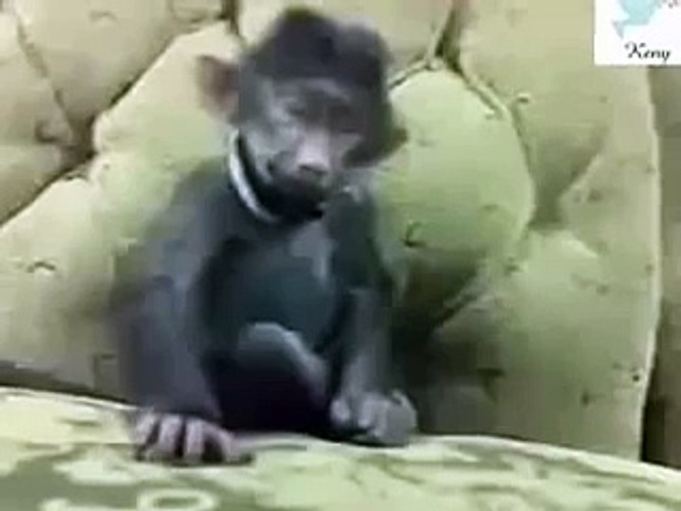 Teasing the monkeys asleep, losing only to die laughing