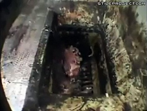 Buen Provecho what is this must watch and share what are you eating Animal Crushing Machine
