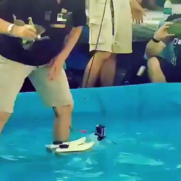 Everyone loves waterskiing, even Twiggy the squirrel