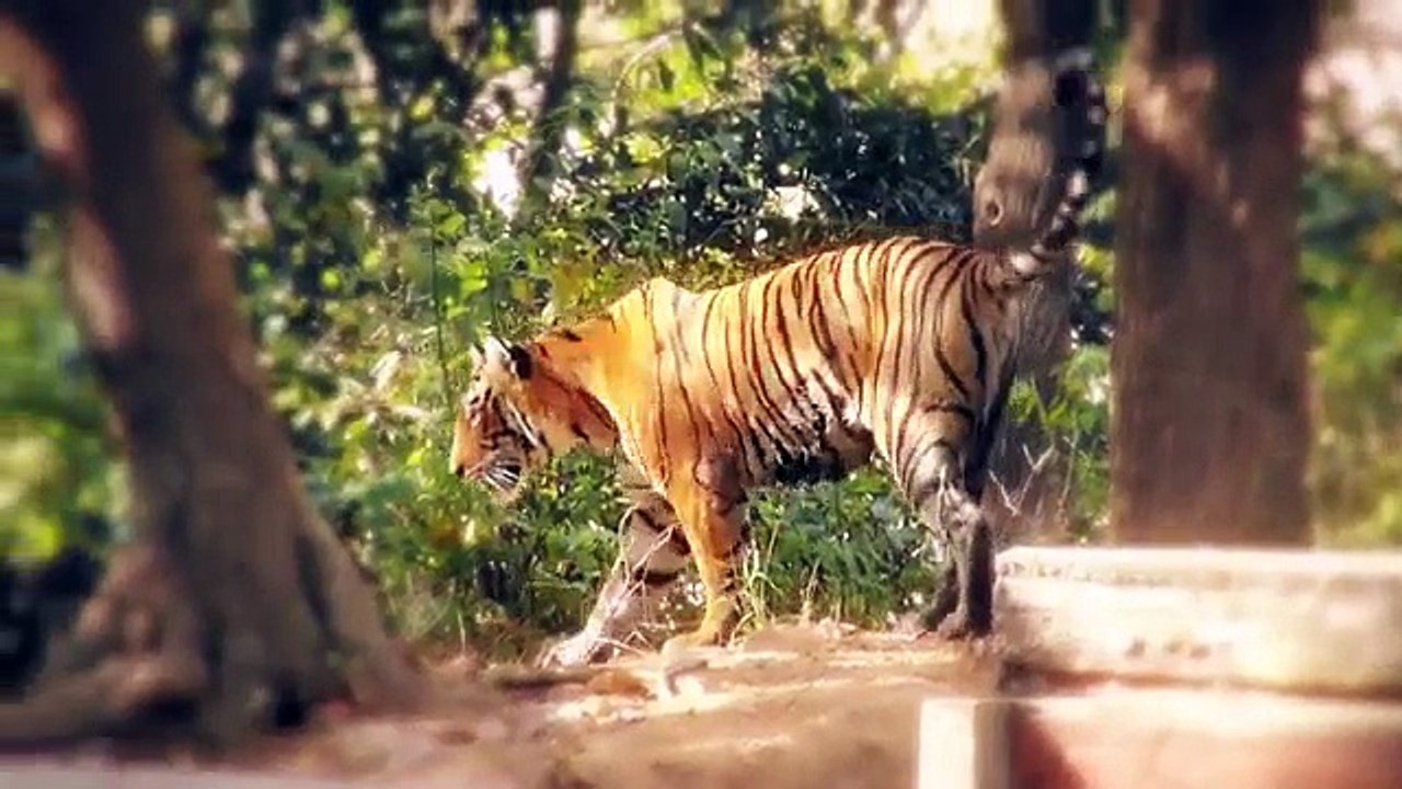 Deadliest Animals in Asia