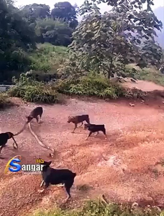 Dogs vs snakes