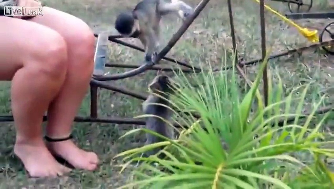 Great Entertainment Monkey Dog Cat