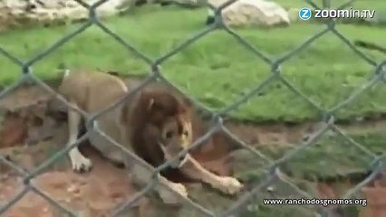 Touching Freed Circus Lion Touches Grass First Time