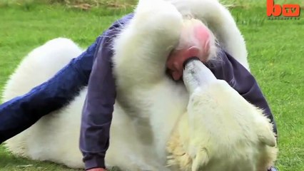 Белый медведь и седой мужик