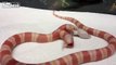 LiveLeak.com - Rare Two-headed Snake Caught on Video Eating a Mouse