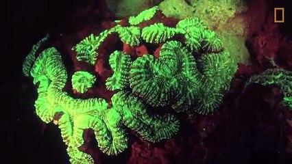 Une tortue de mer fluorescente