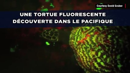 Une tortue fluorescente découverte dans le Pacifique