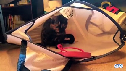 Cats vs. Flip Flops Compilation  CFS