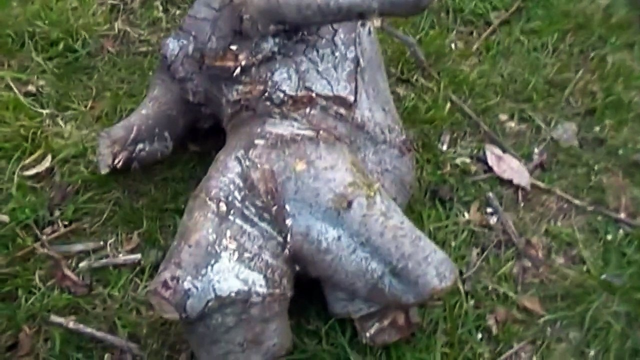 LiveLeak.com - DEMONIC LOG ASS