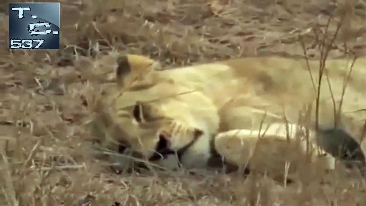 Lion Vs Rhino Vs Hyenas Vs Wildebeest Lowen Gegen Nashorn Gegen Hyanen Gegen Gnu Video Dailymotion