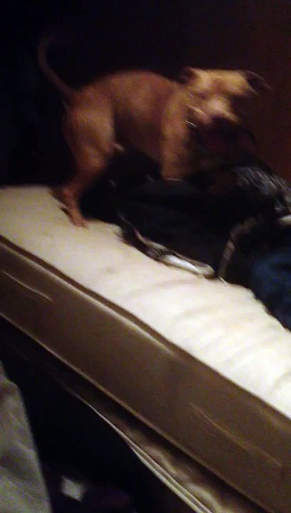 LiveLeak.com - Dog Humps Drunk Passed Out Guy