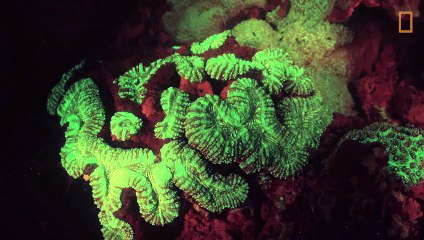 Une tortue fluorescente decouverte : Glowing Sea Turtle Discovered