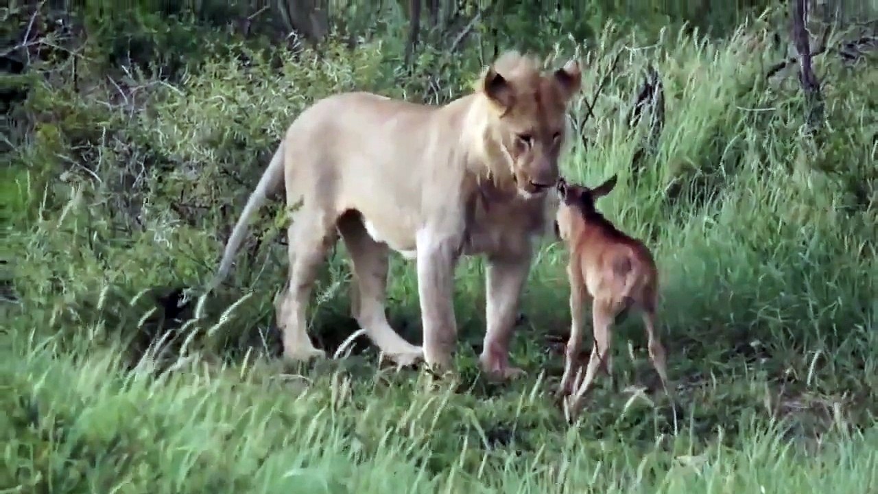 Calf playing with lion