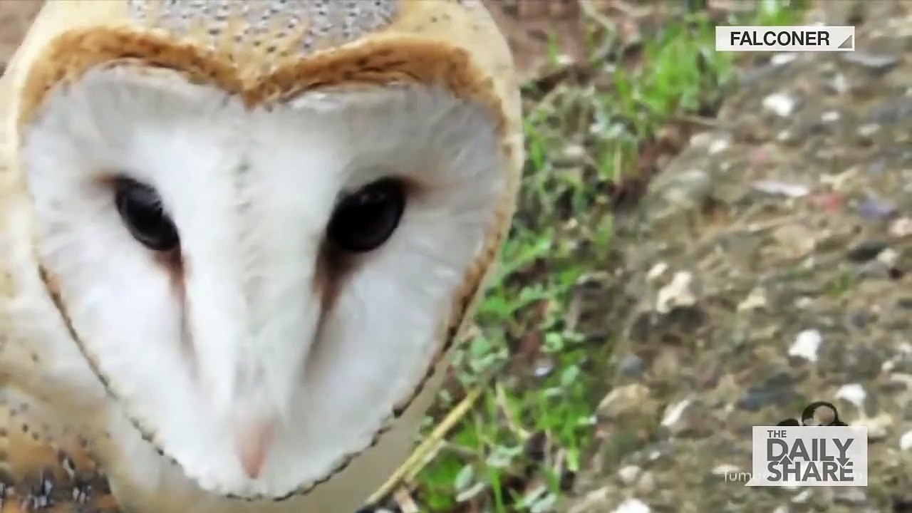 Owl   Kitty  Best friends