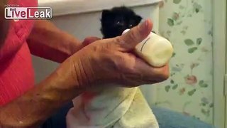 Kitten Wiggles Her Ears While Being Bottle Fed