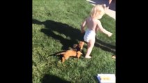 Un chien attaque la couche d'un bébé... Surement pleine!