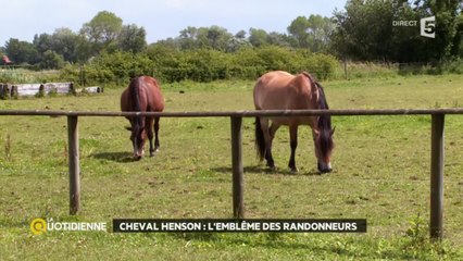 En Baie de Somme avec les chevaux Henson