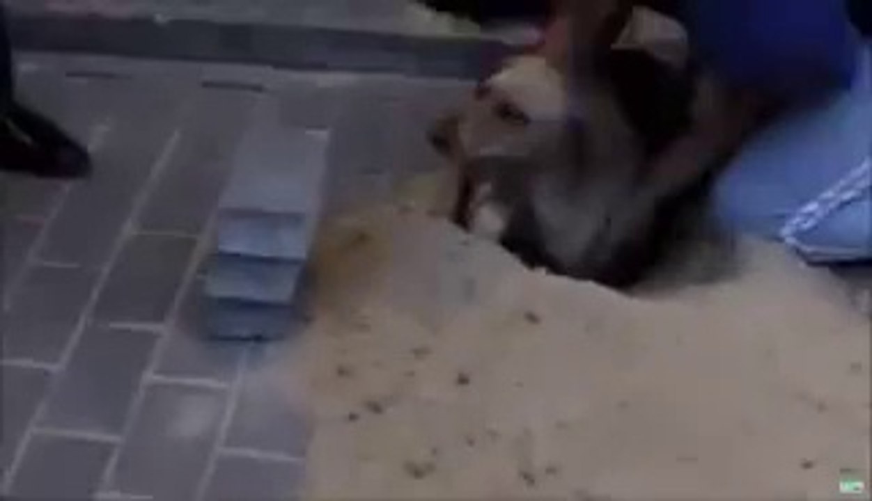 Il sauve un chien enterré vivant sous des pavés