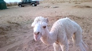 Disturbing video of a baby camel in Saudi Arabia