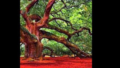 unbelievable fruits  and trees