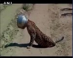 Leopard gets his head stuck while trying to drink water