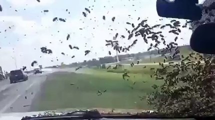 Effrayant: des abeilles encerclent une voiture de patrouille