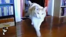 Fail Compilation 2013 june week ☆Funny Animals Talking Cats!✔ Funny Youtube Videos