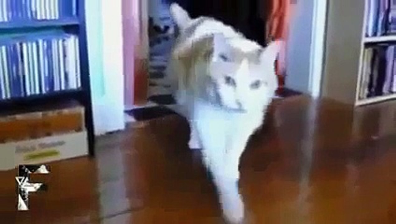 Fail Compilation 2013 june week ☆Funny Animals Talking Cats!✔ Funny Youtube Videos